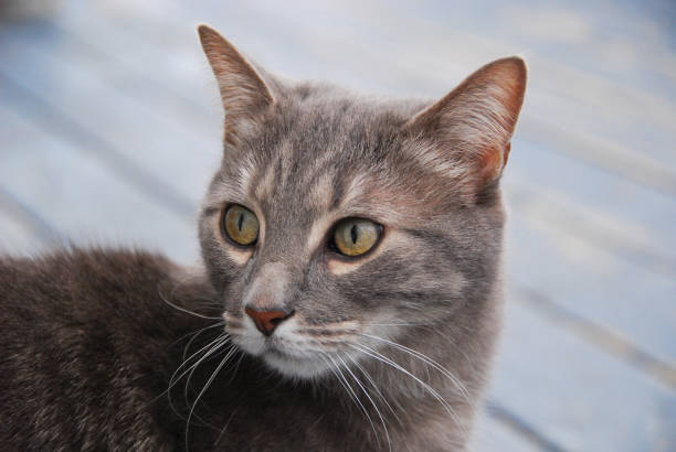 Grey tabby cat on house porch stock photo