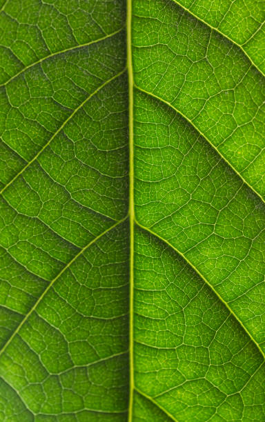 istock Rich green leaf texture see through symmetry vein structure, beautiful nature texture concept, copy space 1325043889