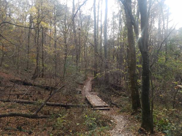 istock Footpath of Shelby Forest 1325044657