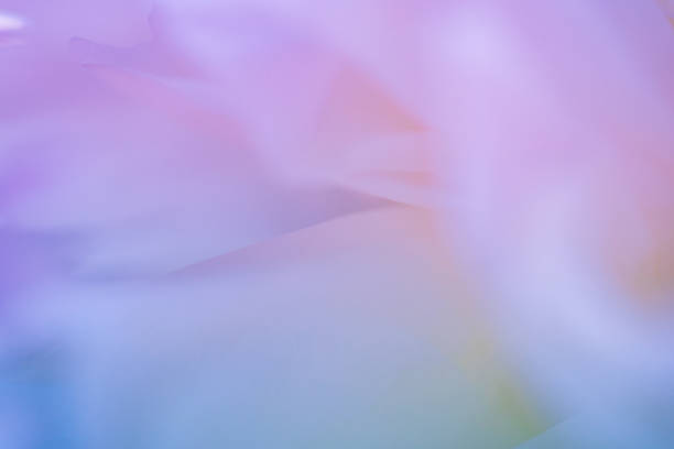istock Pink and violet peony petals closeup. 1325044993