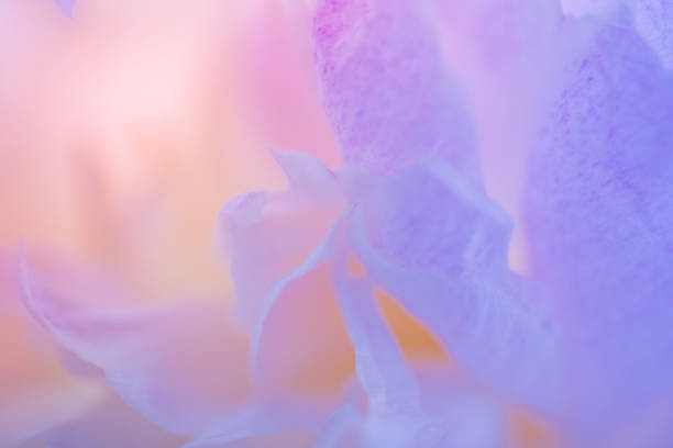 istock Pink and violet peony petals closeup. 1325044999