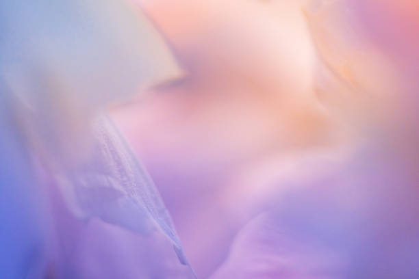 istock Pink and violet peony petals closeup. 1325045000