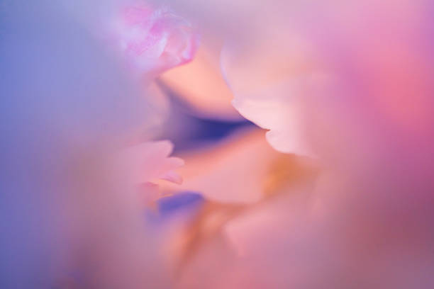 istock Colorful peony petals closeup. 1325045005