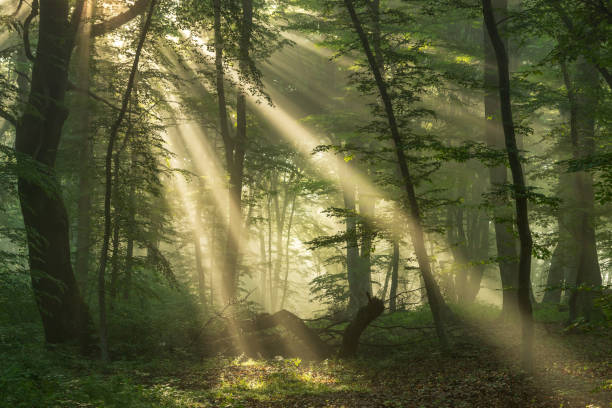 istock Foggy forest, at sunrise 1325046291