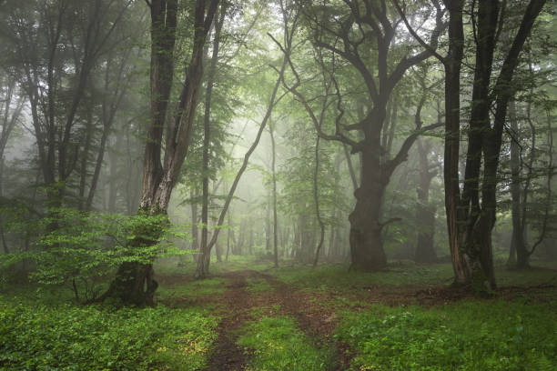 istock Foggy forest, at sunrise 1325046392