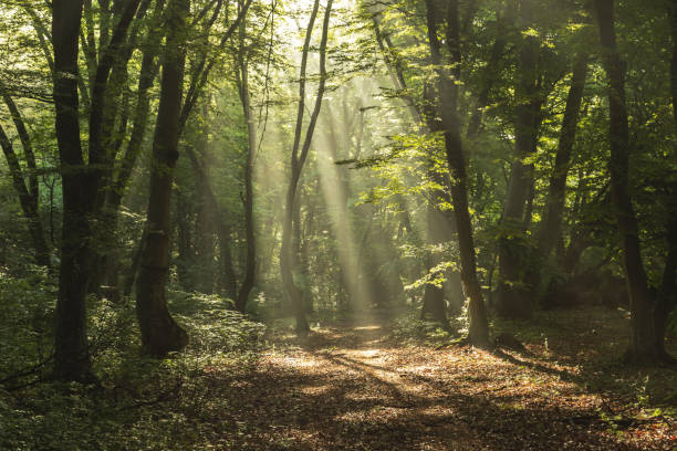 istock Foggy forest, at sunrise 1325047022