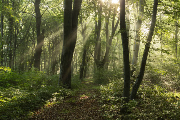 istock Foggy forest, at sunrise 1325047064