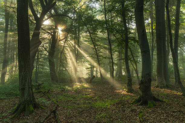 istock Foggy forest, at sunrise 1325047067