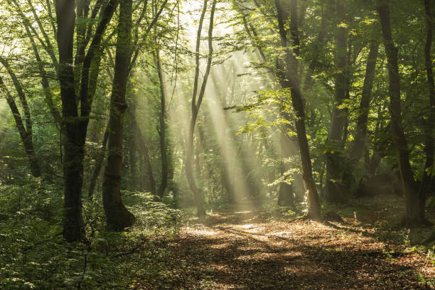 istock Foggy forest, at sunrise 1325047077