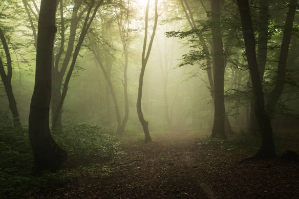 istock Foggy forest, at sunrise 1325047096
