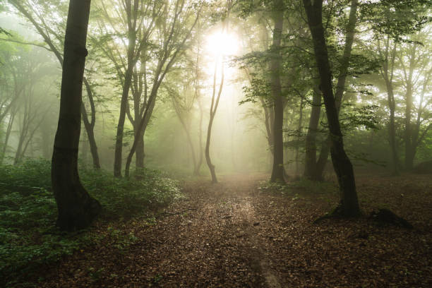 istock Foggy forest, at sunrise 1325047159