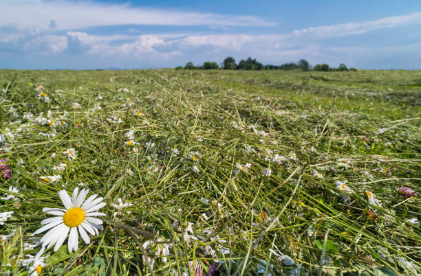 fiori falciati di margherita o trifoglio o trifoglio ed erba nel prato naturale. leucanthemum vulgare - clover field blue crop foto e immagini stock