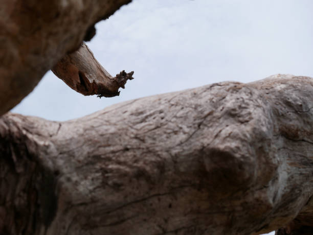 A fallen tree provides a variety of textures in the wood