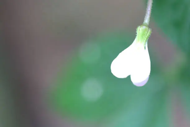 Photo of White grass flowers upside down heart shape.