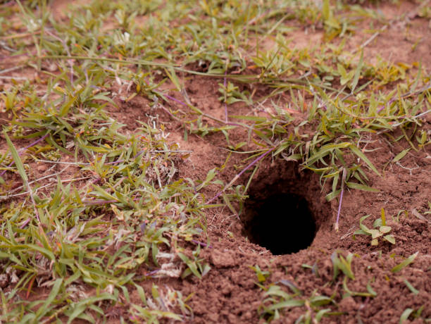 Nature background presentation Snake hole at soil field around green forest area, wildlife nature presentation. burrow stock pictures, royalty-free photos & images