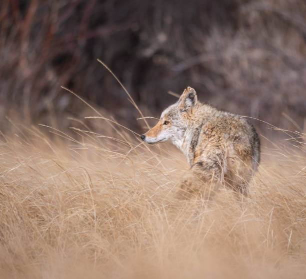 Coyote Adult in Long Grass stock photo
