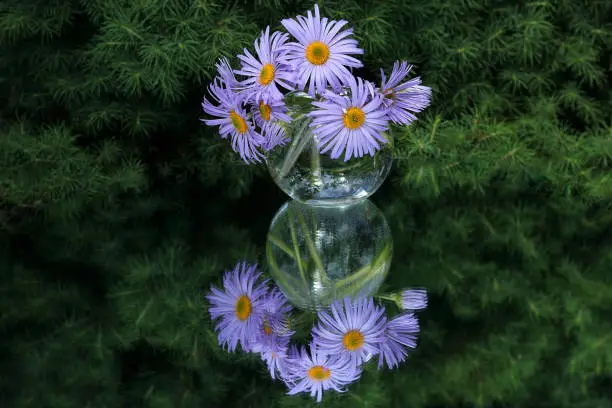 Beautiful floral bouquet and its mirror image on a green background.Purple daisies in a transparent vase on a green background with space for your text.A beautiful bouquet daisies.Flowers background.