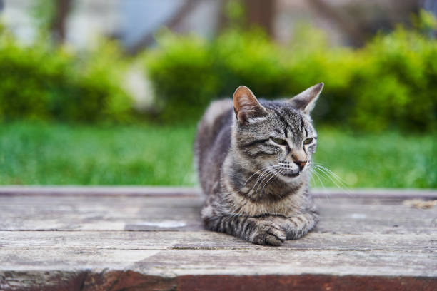 istock Gray cute street cat sitting on a bench 1325051307
