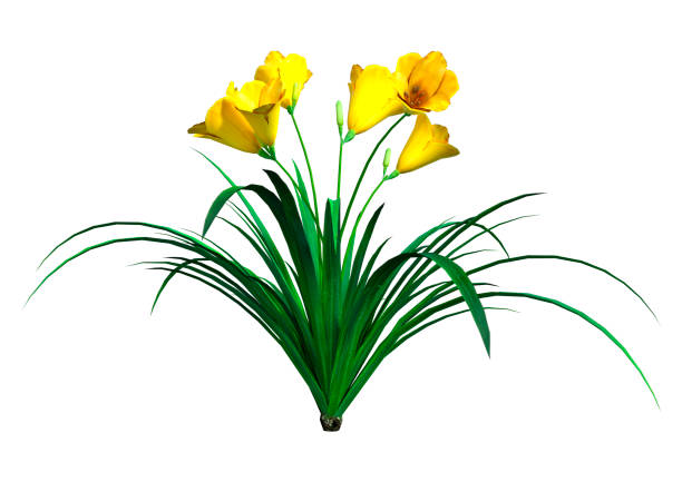 3D rendering of a blooming day lily or Hemerocallis plant solated on white background