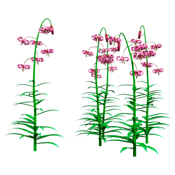 Martagon Lily 'Fairy Morning' in London, England