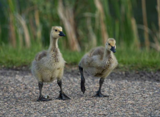 A Pair of Goslings stock photo
