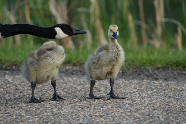 A pair of goslings and their mother's head stock photo