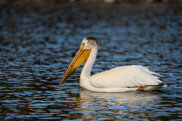 istock American White Pelican 1325053159