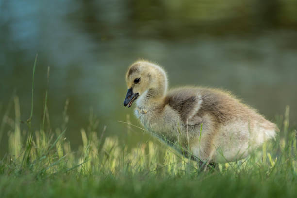 A tiny gosling walks in grass stock photo