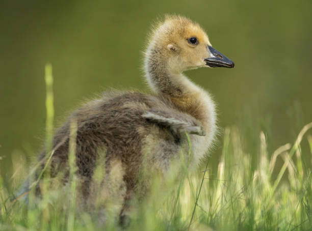 A tiny gosling walks in grass stock photo