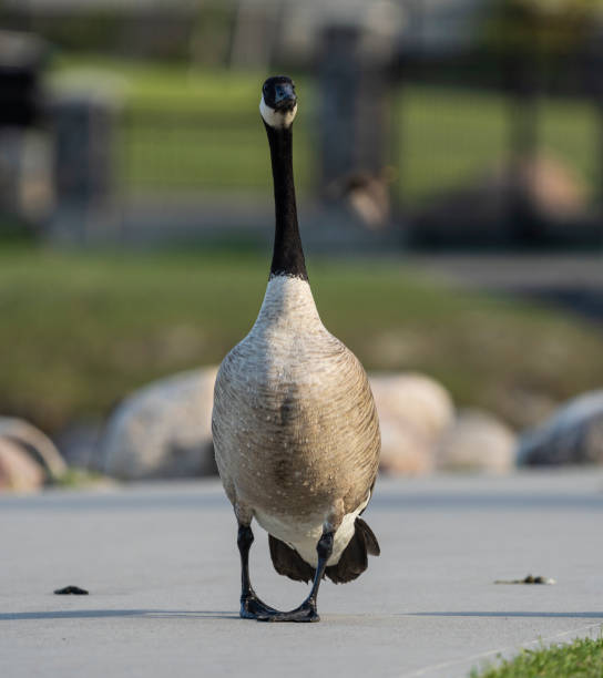 Adult Canadian Goose stock photo