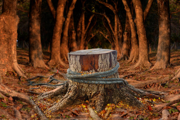 istock View Of Tree Stump In Forest 1325054658