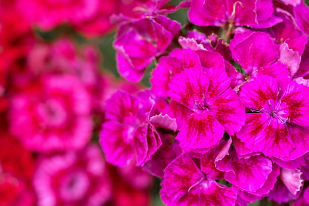 istock Carnation flowers. Floral background. Summer background 1325054822