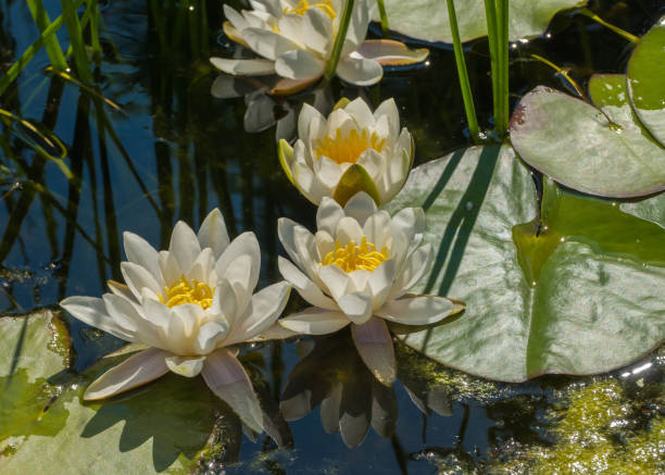 weiße seerosen auf wasseroberfläche - white water lily stock-fotos und bilder