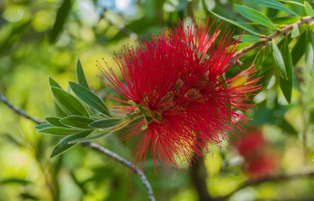 istock Twig with Blossom of Callistemon 1325055015
