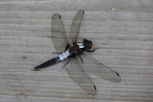 A closeup of a Chalkfronted Corporal dragonfly resting on a deck.  This photo was taken on the shore of a lake in Quebec.  These insects are a friend of the human because they eat nasty mosquitoes.