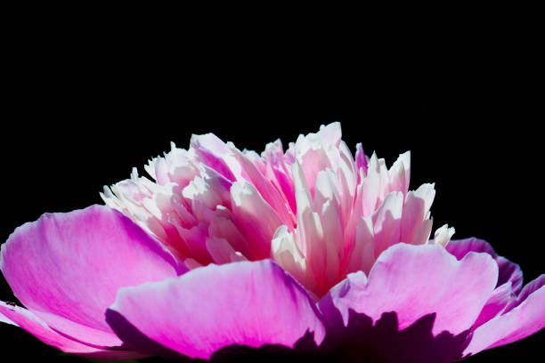 istock Pink peony bud on a black background 1325055767