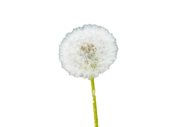 istock Blowball Dandelion Flower with white Background 1325055914