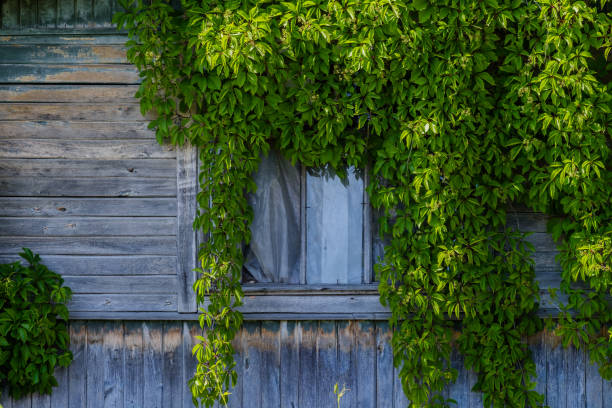 Wild grapes woe the facade of an old abandoned house The window on the wooden facade of the old abandoned house is covered with wild decorative grapes on a sunny day. parthenocissus stock pictures, royalty-free photos & images