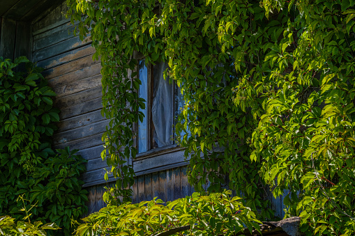 Lush vines of wild grapes on the wooden facade of an old abandoned house on a sunny afternoon.