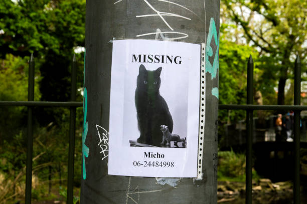Missing Cat Poster At Amsterdam The Netherlands 27-4-2019