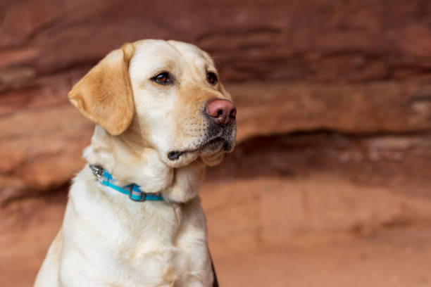 Yellow labrador retriever dog sitting in front of red rocks stock photo