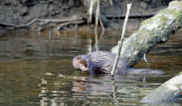 istock American mink on the river Calder in Yorkshire UK 1325057632
