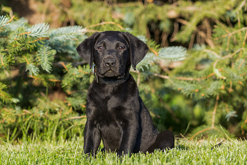 Adorable black labrador retriever puppy sitting in front of an evergreen tree
