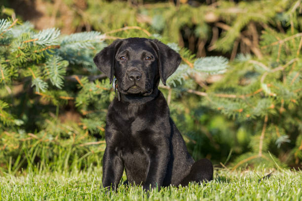 Black Labrador Retriever Puppy Outdoors Adorable black labrador retriever puppy sitting in front of an evergreen tree black labrador stock pictures, royalty-free photos & images