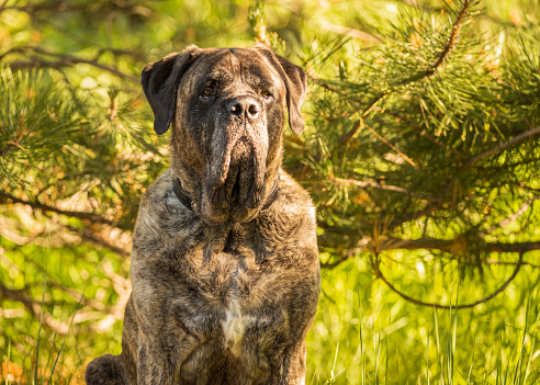 Brindle mastiff sits in the middle of a forest of trees