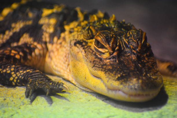 istock Juvenile American Alligator 1325057941