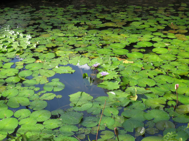 fundo de lírios d'água e flores lilás no jardim tropical das índias ocidentais francesas. folhas de lírio de água, em vários tamanhos na água. plantas aquáticas no padrão de lagoas do caribe. - mulato - fotografias e filmes do acervo