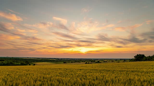 Time-Lapse:Wheat field sunset