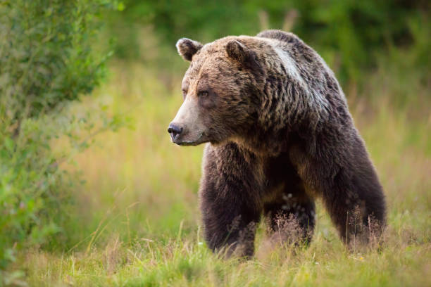 istock Big male brown bear walking in his territory in summer. 1325061905