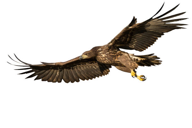 istock White-tailed eagle flying with open wings isolated on white background 1325061942